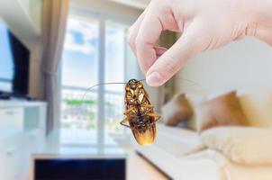 a mão de uma mulher segurando a barata no quarto no fundo da casa, elimine a barata no quarto da casa foto