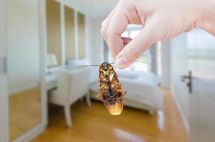 mulher mão segurando barata em quarto fundo, eliminar barata dentro quarto foto