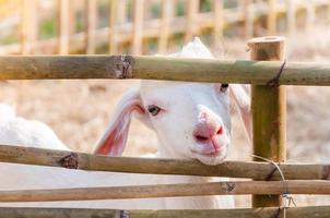 Cabra branca brincando com cerca de bambu, close-up de cabras brancas na fazenda, cabra bebê em uma fazenda foto