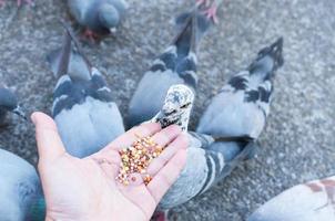 pombo comendo da mão da mulher no parque, alimentando pombos no parque durante o dia foto