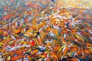 bela carpa koi peixes nadando na lagoa no jardim foto