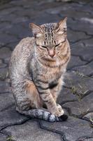 sonolento malhado gato sentado em a chão ,marrom fofa gato, gato mentindo, brincalhão gato relaxante férias, vertical formatar, seletivo foco foto