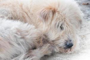 branco poodle cachorro irregular deitado em chão foto