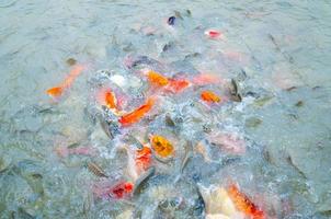 bela carpa koi peixes nadando na lagoa no jardim foto