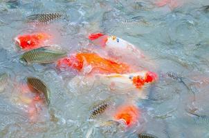 bela carpa koi peixes nadando na lagoa no jardim foto