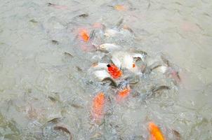 bela carpa koi peixes nadando na lagoa no jardim foto