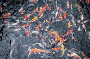 bela carpa koi peixes nadando na lagoa no jardim foto