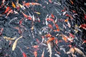 bela carpa koi peixes nadando na lagoa no jardim foto