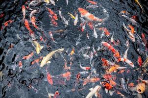 bela carpa koi peixes nadando na lagoa no jardim foto