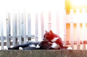 Preto gato relaxante em cerca ,animal retrato Preto gatinho foto