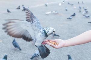 pombo comendo da mão da mulher no parque, alimentando pombos no parque durante o dia foto