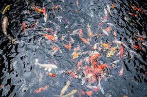 bela carpa koi peixes nadando na lagoa no jardim foto