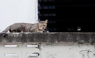 lindo Bengala gato em a parede com olhos olhando ,marrom fofa gato, gato mentindo, brincalhão gato relaxante período de férias foto