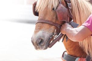 lindo cavalo marrom, animal domesticado usado por humanos como meio de transporte. dia de verão foto