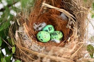 pássaro ninho em árvore ramo com três ovos dentro, pássaro ovos em pássaros ninho e pena dentro verão floresta , ovos Páscoa conceito foto