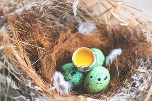 pássaro ninho em árvore ramo com quatro ovos com descasca ovo Concha dentro, pássaro ovos em pássaros ninho e pena dentro verão floresta , ovos Páscoa conceito foto