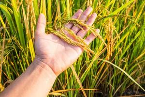 mão segurando plantas de arroz foto