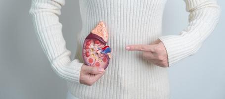 mulher segurando o modelo de glândula adrenal de rim humano anatômico. doença do sistema urinário e pedras, câncer, dia mundial do rim, rim crônico e conceito de dia do doador de órgãos foto