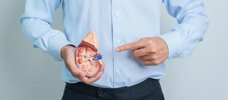 homem segurando modelo de glândula adrenal de rim humano anatômico. doença do sistema urinário e pedras, câncer, dia mundial do rim, rim crônico e conceito de dia do doador de órgãos foto