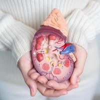 mulher segurando o modelo de glândula adrenal de rim humano anatômico. doença do sistema urinário e pedras, câncer, dia mundial do rim, rim crônico e conceito de dia do doador de órgãos foto