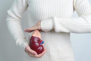 mulher segurando o modelo de glândula adrenal de rim humano anatômico. doença do sistema urinário e pedras, câncer, dia mundial do rim, rim crônico e conceito de dia do doador de órgãos foto