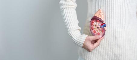 mulher segurando o modelo de glândula adrenal de rim humano anatômico. doença do sistema urinário e pedras, câncer, dia mundial do rim, rim crônico e conceito de dia do doador de órgãos foto