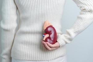 mulher segurando o modelo de glândula adrenal de rim humano anatômico. doença do sistema urinário e pedras, câncer, dia mundial do rim, rim crônico e conceito de dia do doador de órgãos foto