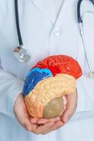 médico segurando humano cérebro modelo. mundo cérebro tumor dia, cérebro AVC, demência, Alzheimer, Parkinson e mundo mental saúde conceito foto