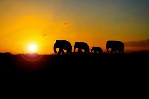 silhueta elefante família rebanho animais animais selvagens evacuar caminhando dentro crepúsculo pôr do sol lindo fundo. com cópia de espaço adicionar texto foto