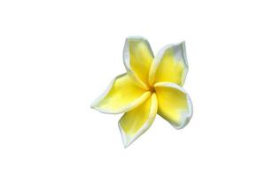 plumeria flor amarelo isolado em branco fundo e recorte caminho comum nome pocináceas, frangipani , pagode árvore, têmpora árvore foto