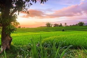 lindo manhã Visão Indonésia. panorama panorama arroz Campos com beleza cor e céu natural luz foto