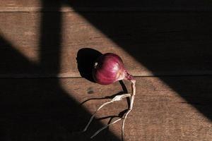 chalota ou vermelho cebola em Sombrio madeira mesa topo Visão fechar acima. foto