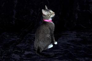 uma cinzento malhado gato com uma Rosa colarinho e branco patas em uma Preto fundo foto