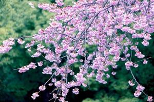 suave foco, cereja flores florescendo em borrado natureza fundo uma Primavera dia cheio flor dentro Japão foto