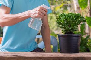 uma pessoa borrifando água em uma planta em um vaso foto