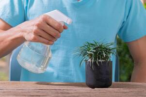 uma pessoa borrifando água em uma planta em um vaso foto