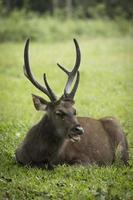 masculino Sambar veado deitado em verde Relva campo ,khao yai nacional parque é 1 do a maioria popular natural viajando destino dentro Tailândia foto