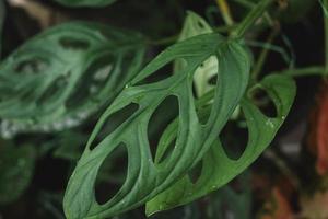 monstera andasonii folha com verde cor foto