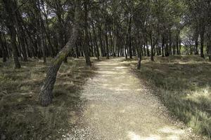 caminho em uma floresta foto