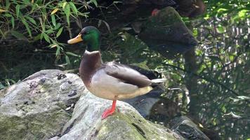 Pato em pé com 1 perna em Rocha dentro água foto