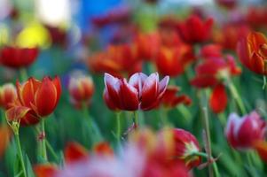 ponta branca vermelho tulipas dentro a canteiro de flores, lá estão de várias borrado tulipas dentro a fundo. foto