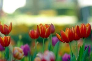 ponta branca vermelho tulipas dentro a canteiro de flores, lá estão de várias borrado tulipas dentro a fundo. foto