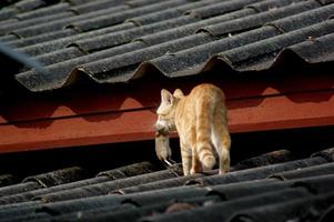 laranja gatos mate ratos para Comida. foto