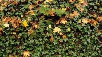 folhas de hera verde na parede. plano de fundo texturizado de folhas. textura de parede de planta verde para design de pano de fundo e parede ecológica e cortada para obras de arte. muitas folhas. foto