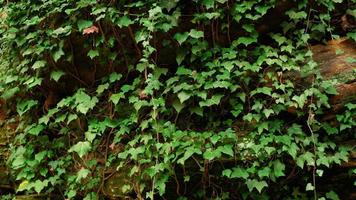 folhas de hera verde na parede. plano de fundo texturizado de folhas. textura de parede de planta verde para design de pano de fundo e parede ecológica e cortada para obras de arte. muitas folhas. foto