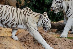 tigres brancos no zoológico foto