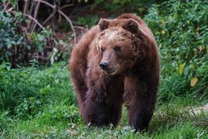 urso pardo kamchatka, ursus arctos beringianus foto