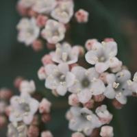 florescendo ramalhete do branco valeriana foto