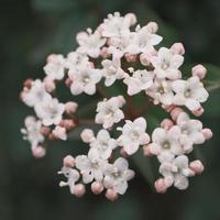 florescendo ramalhete do branco valeriana foto