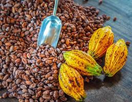 grãos de cacau marrons aromáticos e sementes de cacau com matérias-primas maduras amarelas de cacau de chocolat como pano de fundo foto